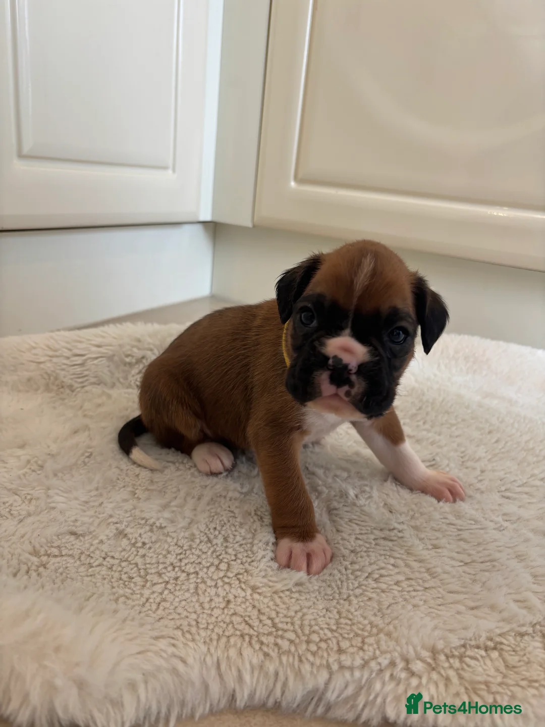 Boxer dogs for sale: Boxer puppies - Advert 8