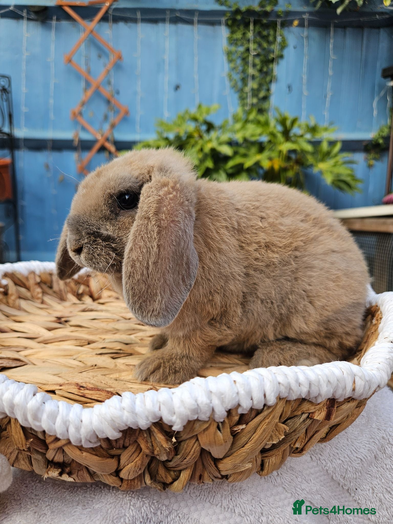 Mini Lop rabbits Purebred Mini Plush Lops- Suffolk - Advert 1