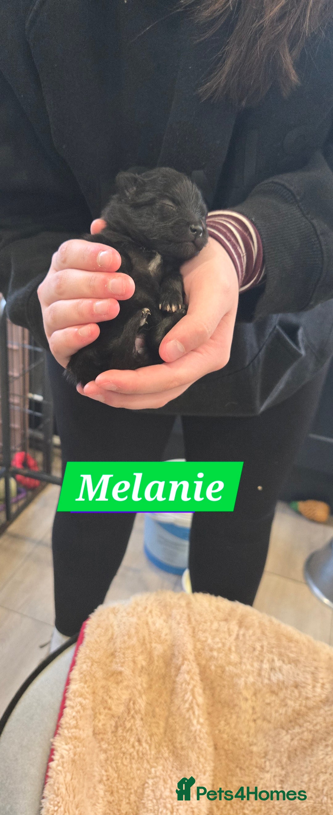 Pomeranian dogs for sale: Pretty Pomeranians  - Advert 22