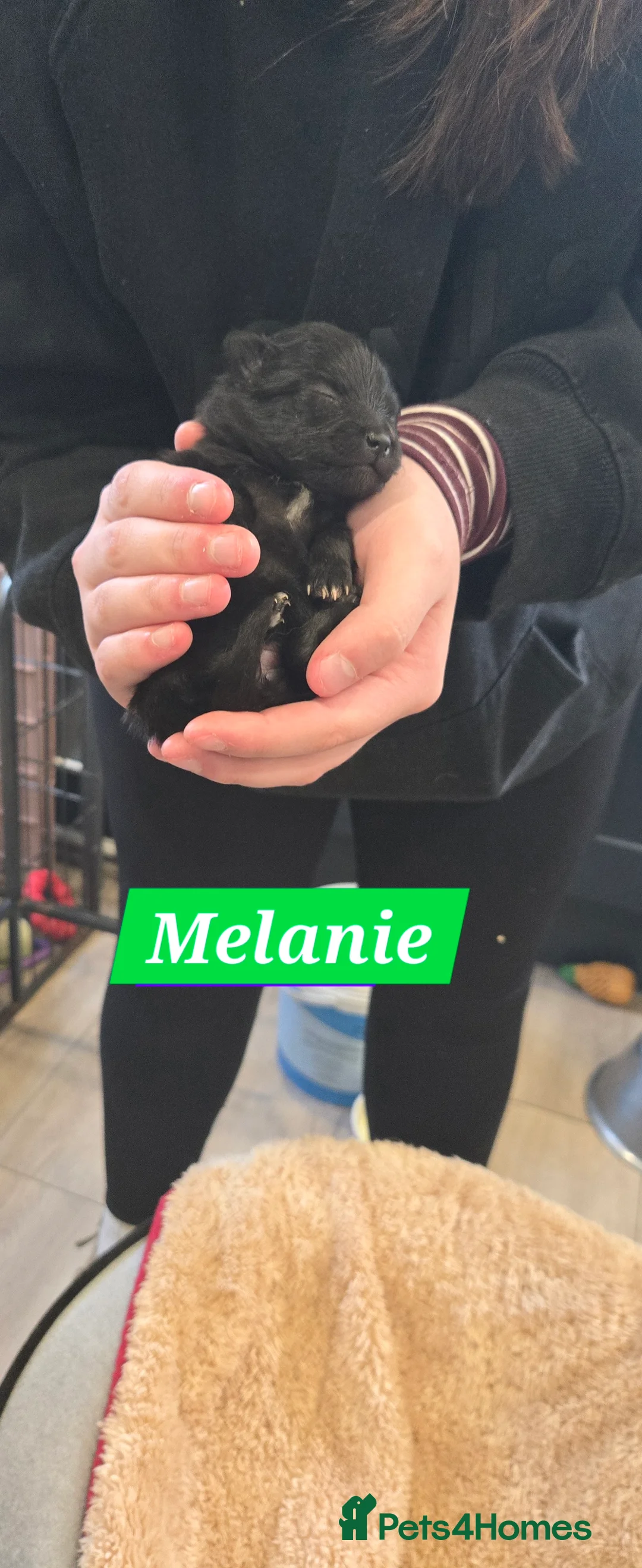 Pomeranian dogs for sale: Pretty Pomeranians  - Advert 26