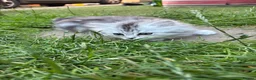 Persian cats for sale: Persian kittens for sale - Advert 10