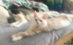 Maine Coon cats for sale: *REDUCED* Beautiful GCCF Pedigree Maine Coons in Torquay - Image 9