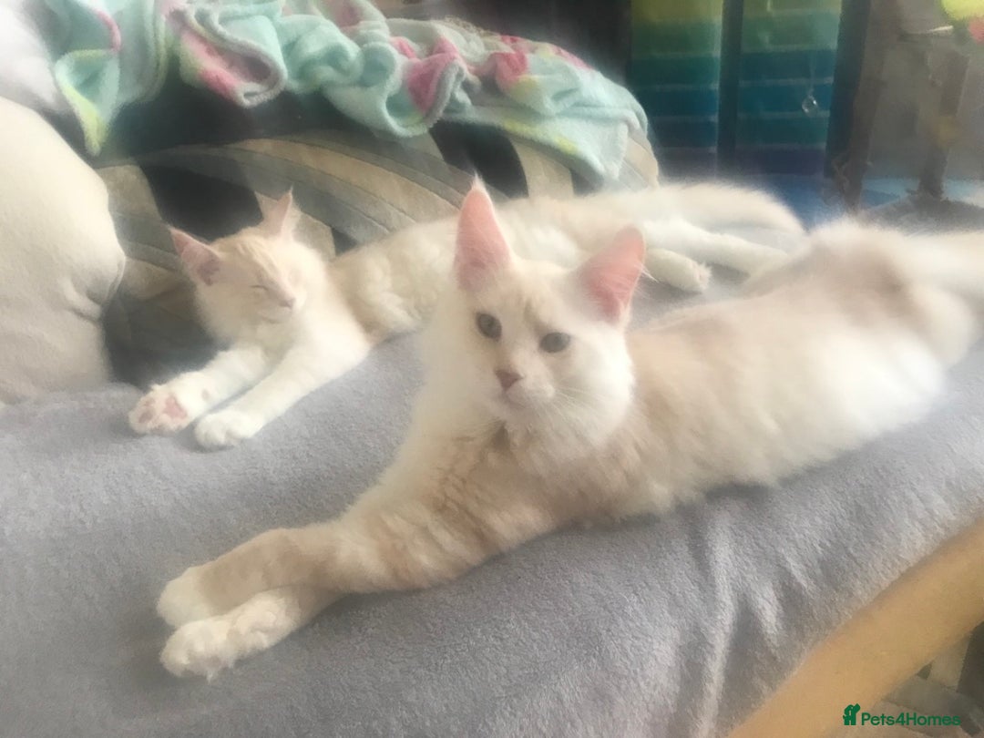 Maine Coon cats for sale: *REDUCED* Beautiful GCCF Pedigree Maine Coons in Torquay - Image 9