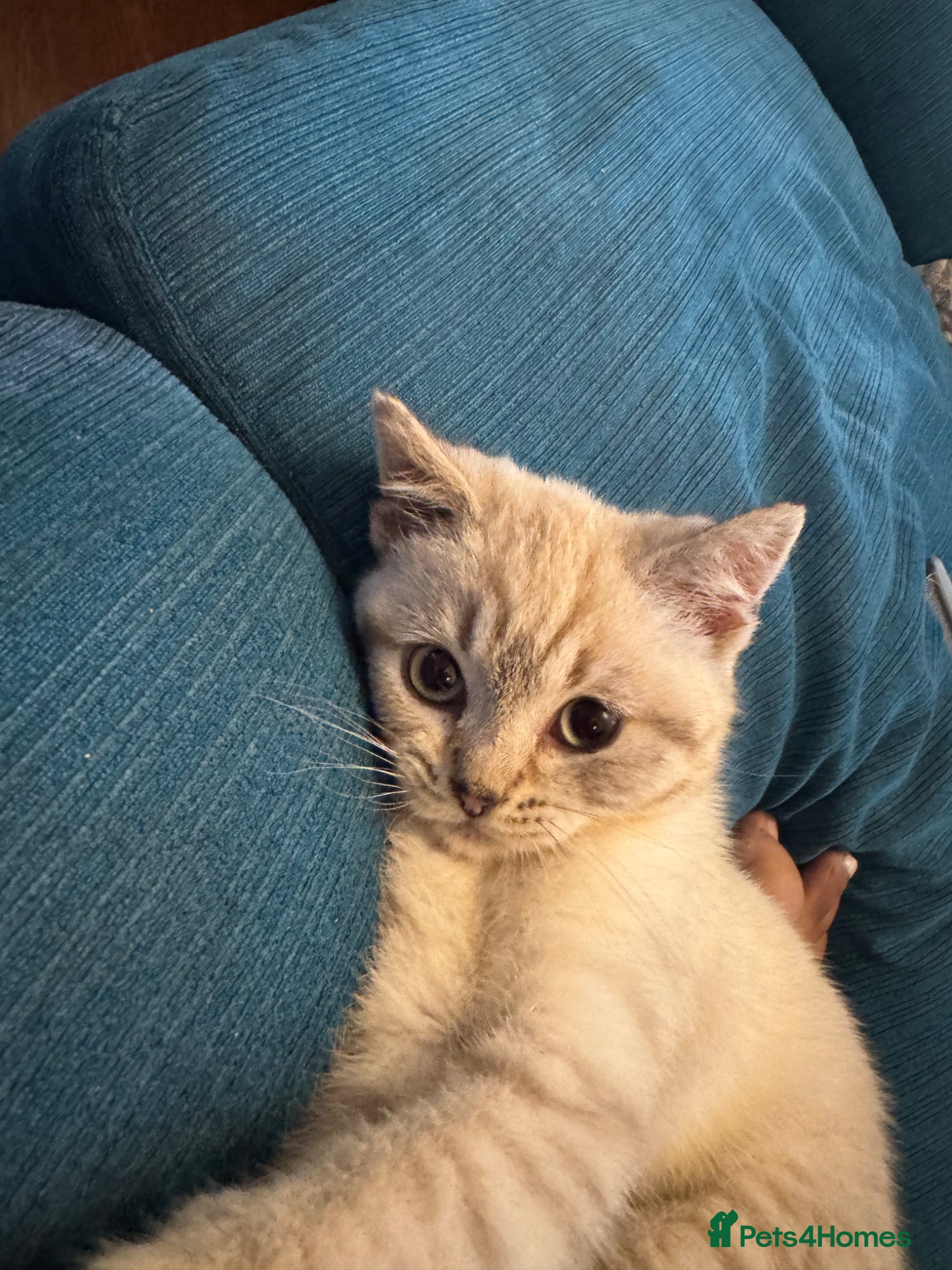 British Shorthair cats for sale: Female British shorthair kitten  - Advert 7