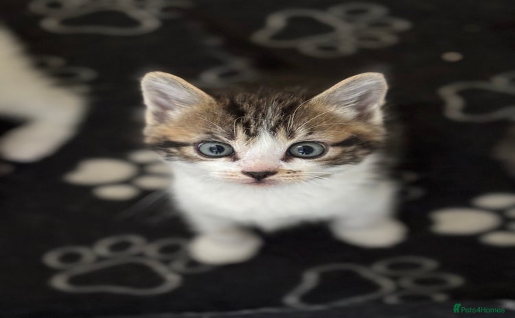 British Longhair cats - Advert 4