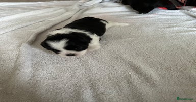 Lhasa Apso dogs KC Reg Lhasa Apso pups GPRA clear - Advert 2