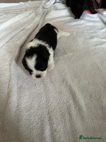 Lhasa Apso dogs KC Reg Lhasa Apso pups GPRA clear - Advert 2