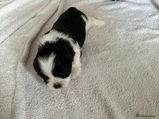 Lhasa Apso dogs - Advert 1