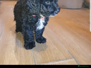 Sproodle dogs SPROODLE PUPS, (Min. Sproodle/Toy Poodle) F1b - Advert 2