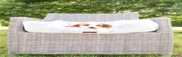 Cockalier dogs for sale: Cockalier puppies - 5 in litter  in Tonbridge - Advert 7