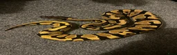 Python Snake reptiles for sale: Juvenile yellowbelly ball python & set up  - Advert 1