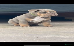 English Bulldog dogs for sale: 6 English Bulldog Puppies for sale - Image 3