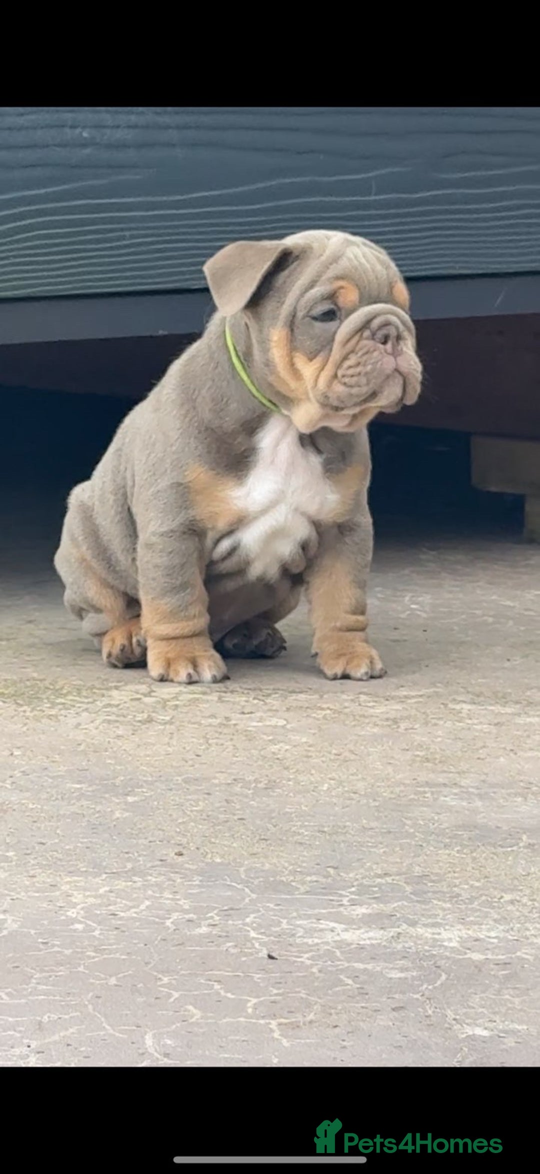 English Bulldog dogs for sale: 6 English Bulldog Puppies for sale - Image 3