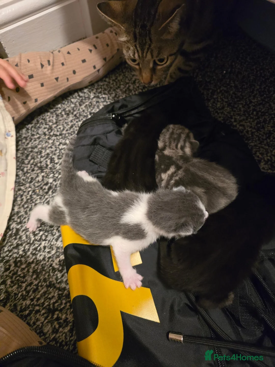 Mixed Breed cats for sale: Kittens girls and boy adorable mixed breed - Advert 2
