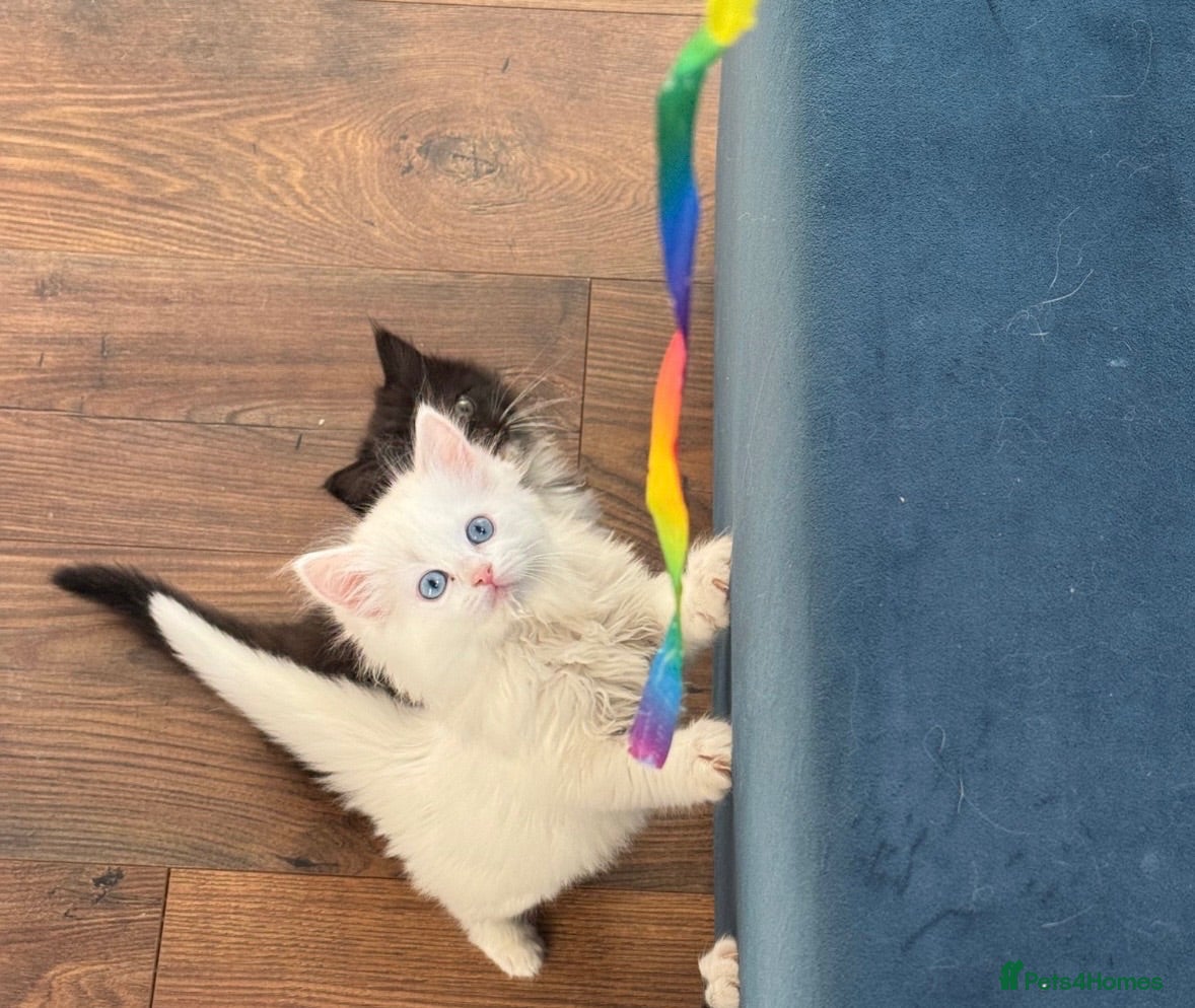 Mixed Breed cats for sale: Ragdoll x Turkish Angora kittens - Advert 2