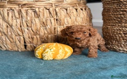 Miniature Poodle dogs for sale: 🐾 Beautiful KC 🦊 Red Miniature Poodle Puppies 🐾 - Image 22