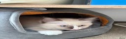 Ragdoll cats for sale: ⭐️⭐️⭐️ pure ragdolls kitten ⭐️⭐️⭐️ in Oswestry - Advert 2