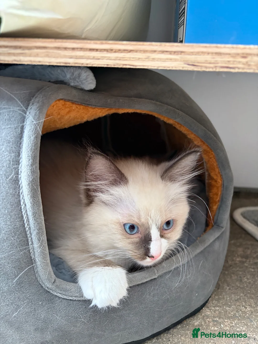 Ragdoll cats for sale: ⭐️⭐️⭐️ pure ragdolls kitten ⭐️⭐️⭐️ in Oswestry - Advert 2