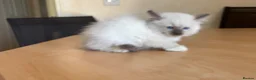 Ragdoll cats for sale: Beautiful Ragdols - Advert 9