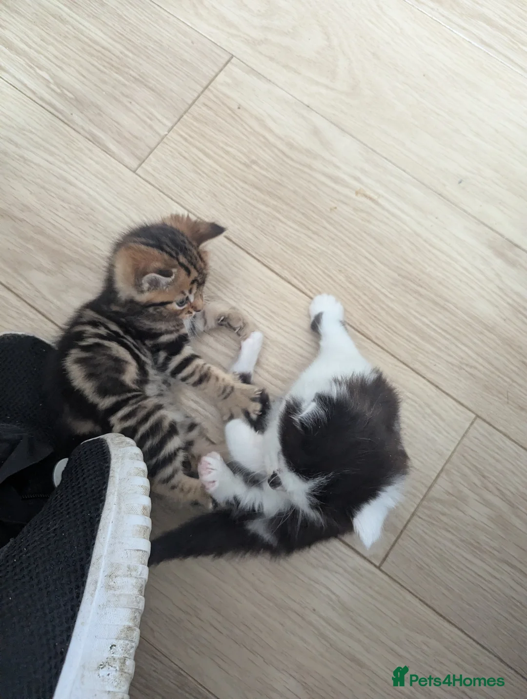 Persian cats for sale: Long haired doll faced Persian kittens X 4 - Advert 2