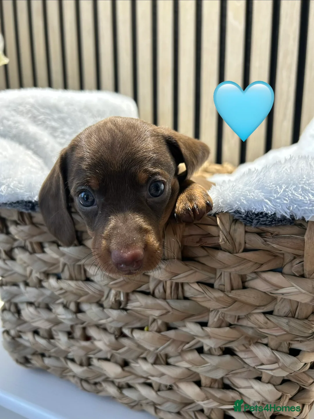 Miniature Dachshund dogs for sale: 4 beautiful miniature dachshund puppies - Advert 14