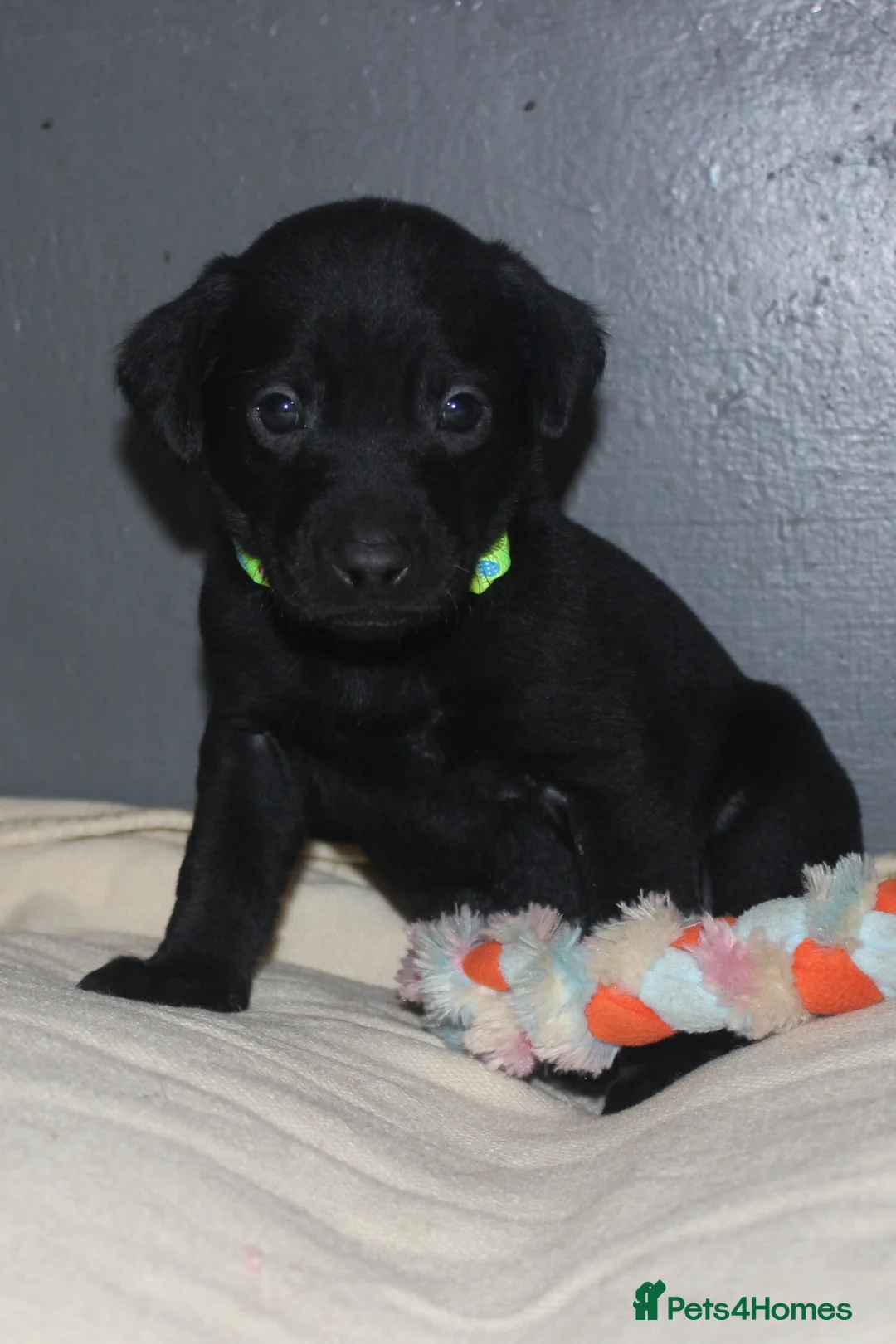 Labrador Retriever dogs for sale: Lovely, bold, beautiful puppies - Advert 7