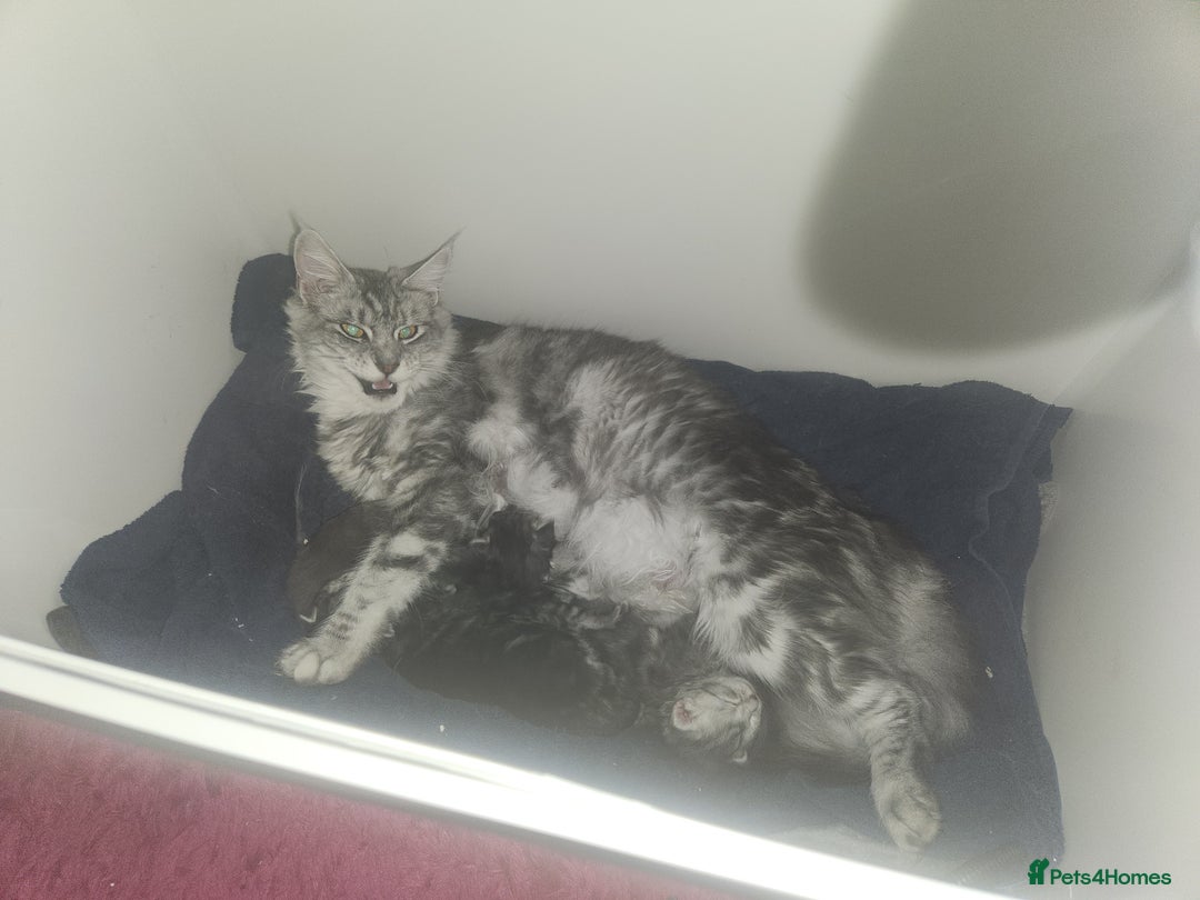 Maine Coon cats for sale: Maine coon kittens ready on 22/12/25 - Advert 8