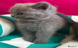 British Shorthair cats for sale: GCCF active mum and daughter blue BSH - Image 9