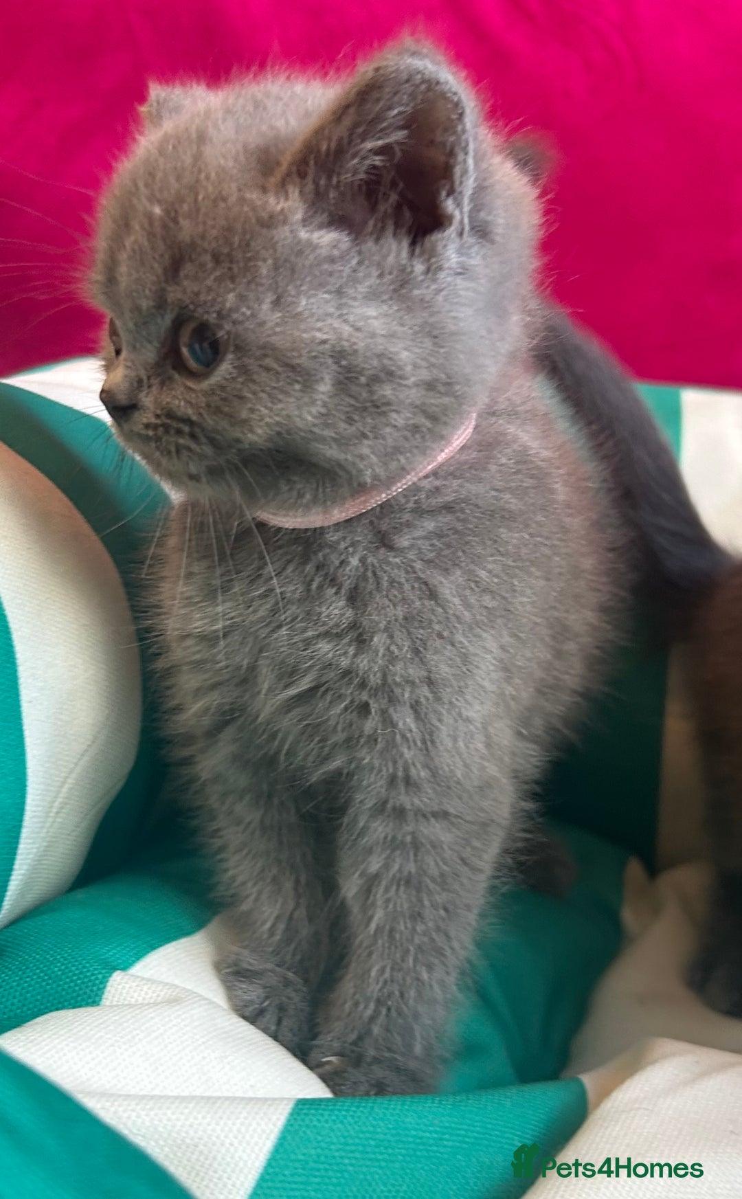 British Shorthair cats for sale: GCCF active mum and daughter blue BSH - Image 9