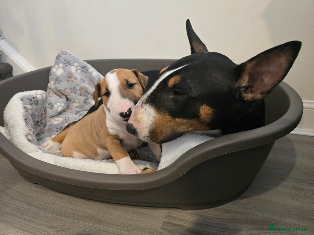 English Bull Terrier dogs for sale: Beautiful girl - Image 12