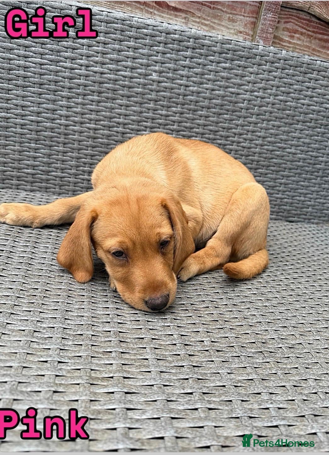 Labrador Retriever dogs 🐾 *******Quality fox red KC reg *******  🐾  - Advert 2