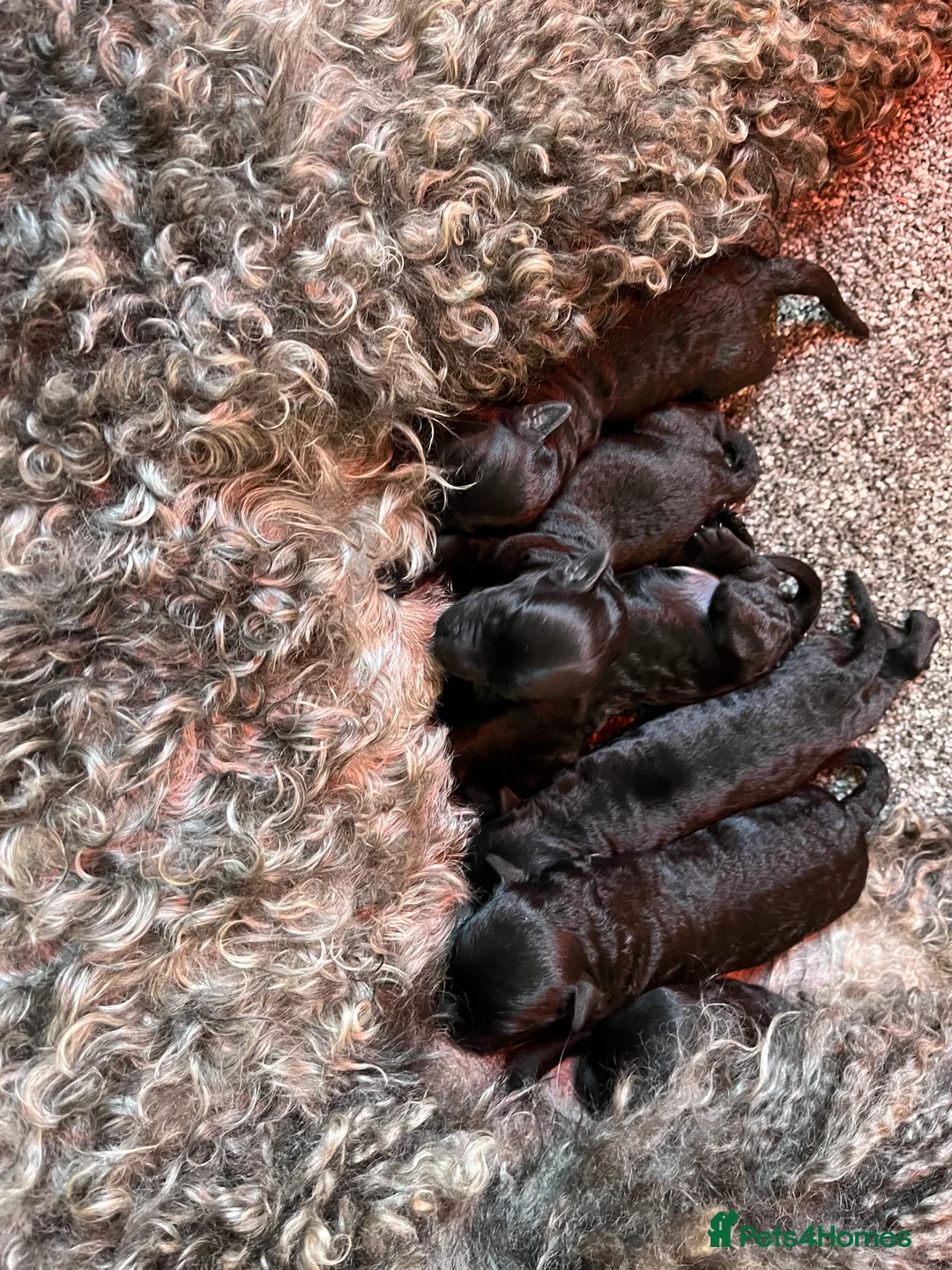 Kerry Blue Terrier dogs for sale: Kerry Blue Terrier Puppies  - Advert 7