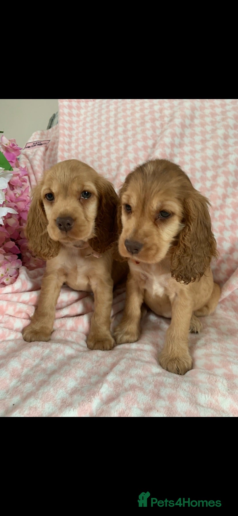 Cocker Spaniel dogs Show type cocker spaniel puppy’s  - Advert 2