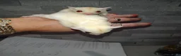 Sugar Glider rodents for sale: Stunning sugar gliders  - Advert 16