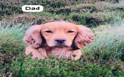 Sprocker dogs for sale: Sprocker Spaniel pups READY NOW - Image 23