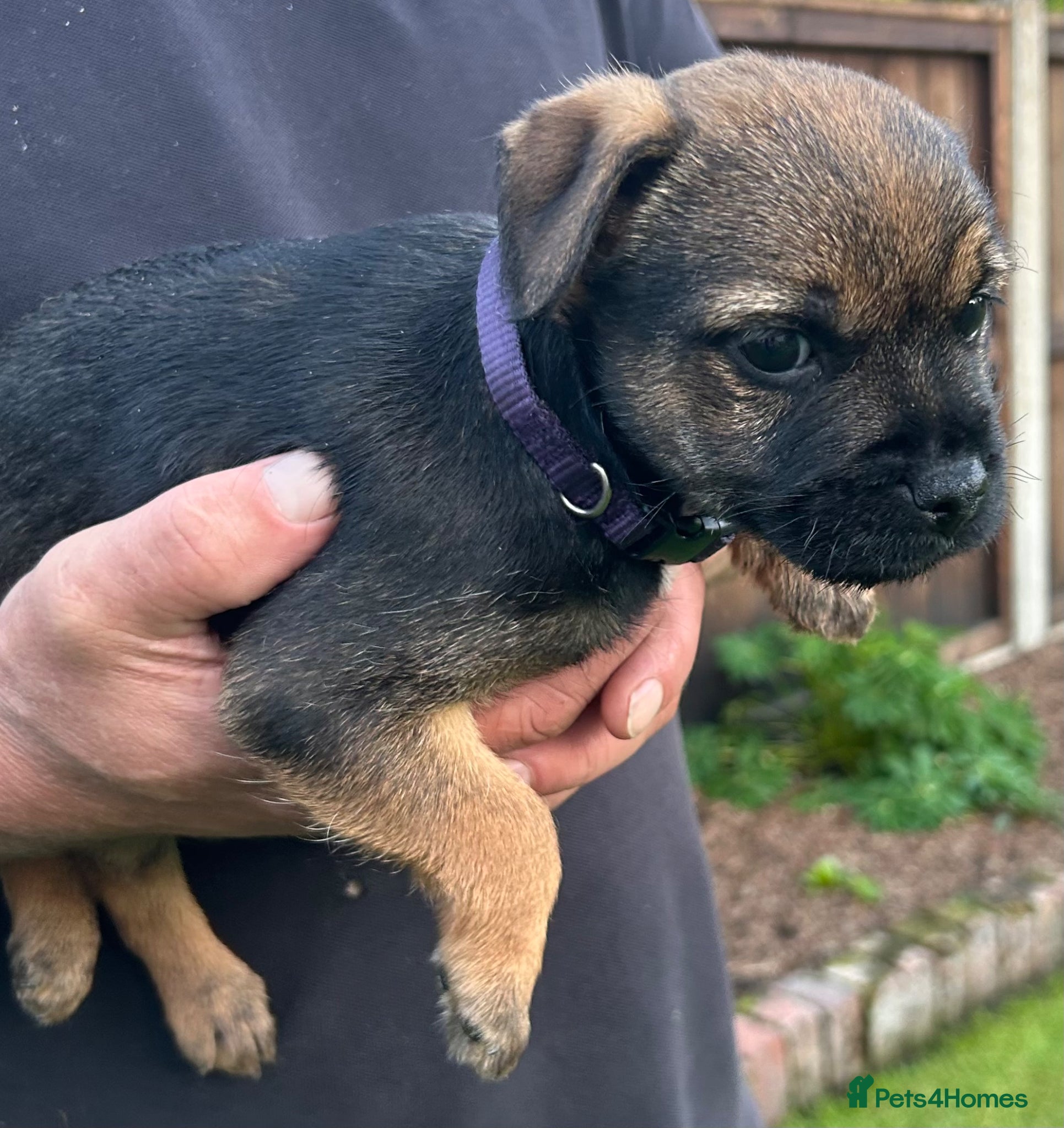 Border Terrier dogs KC reg Border terrier puppies  - Advert 2