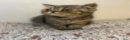 Exotic cats for sale: Exotic Persians - Advert 13