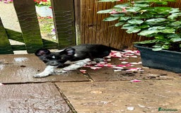 Border Collie dogs for sale: Boarder collie girl puppy - Image 7