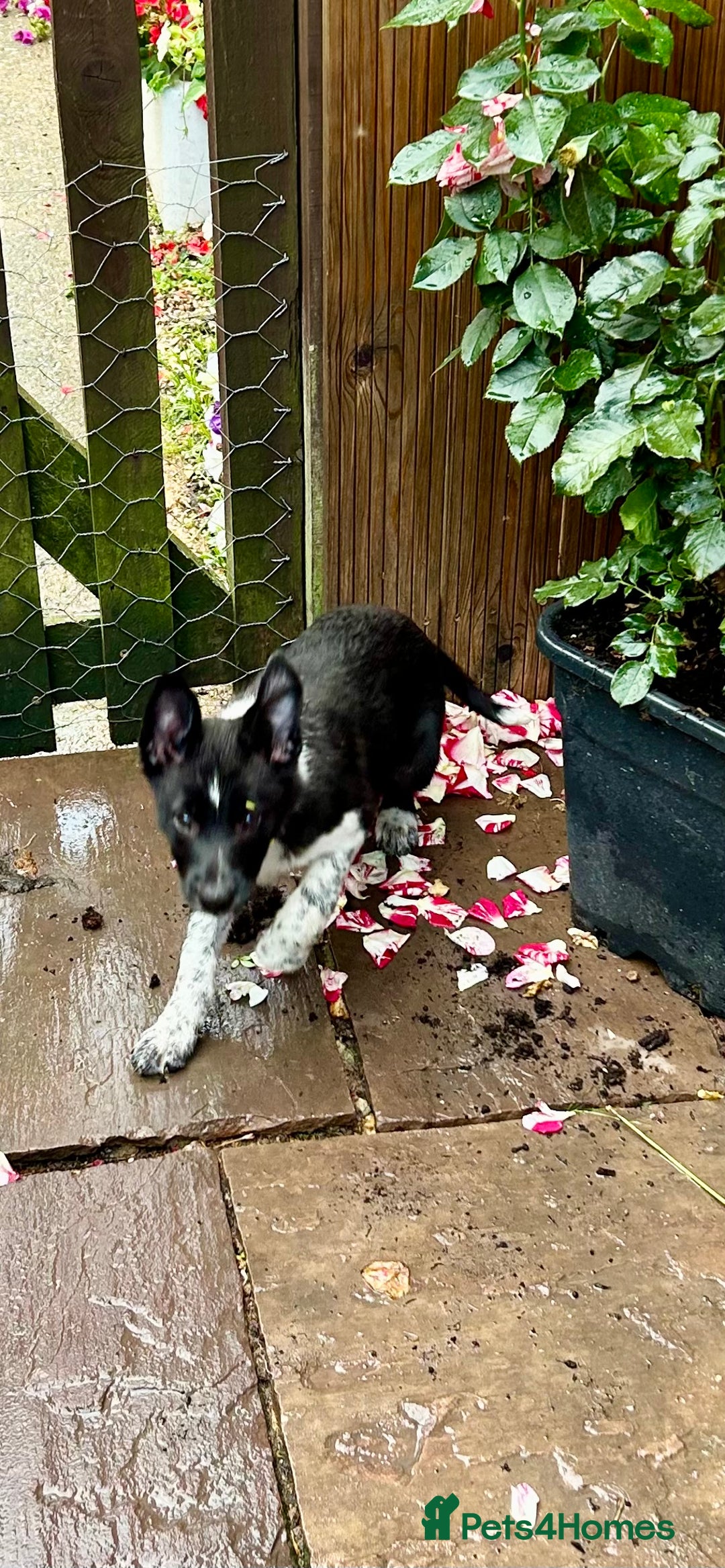 Border Collie dogs for sale: Boarder collie girl puppy - Image 7