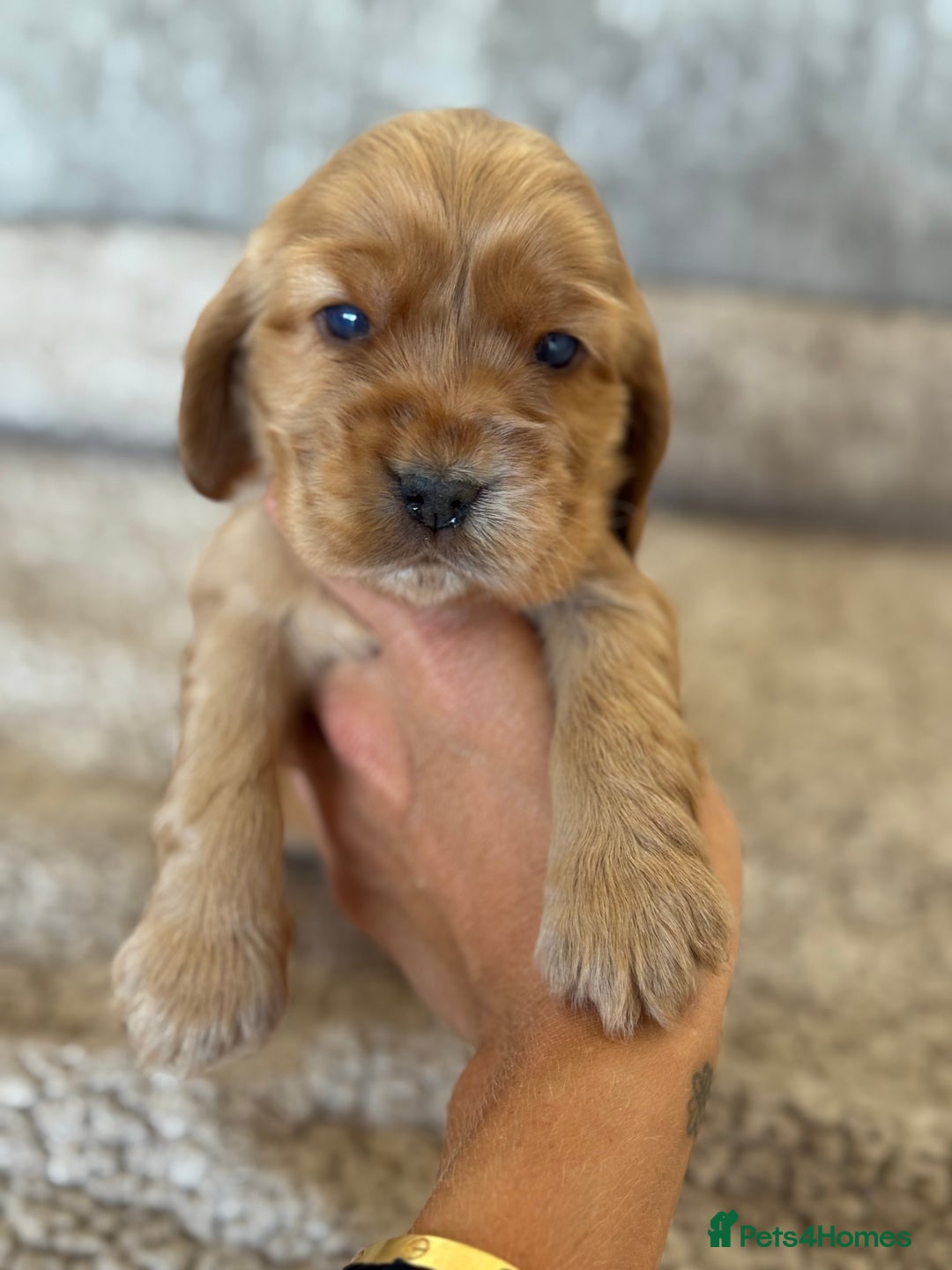 Cocker Spaniel dogs for sale: BEAUTIFUL KC REGISTERED SHOW TYPE HEALTH TESTED - Image 6