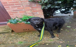 Mixed Breed dogs for adoption: Dagry - Norwich Norfolk  - Advert 15