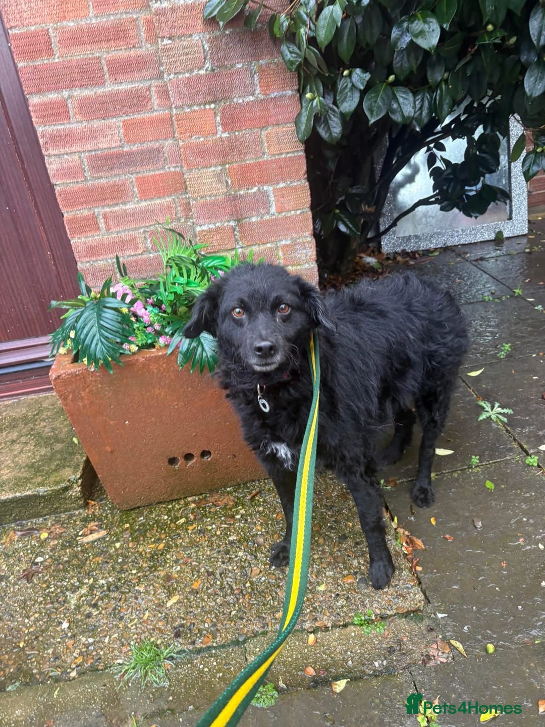 Mixed Breed dogs for adoption: Dagry - Norwich Norfolk  - Advert 15