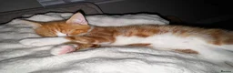 Mixed Breed cats for sale: Red and white bobtail male - Advert 4