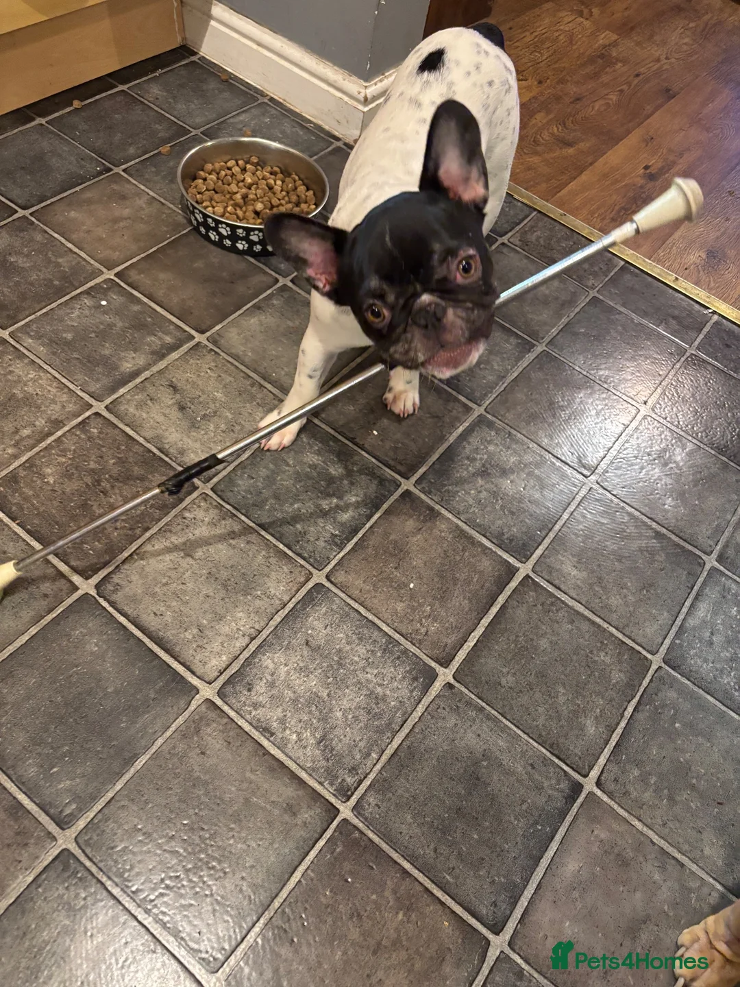 French Bulldog dogs for sale: Having to rehome ivy in Lincoln - Advert 6