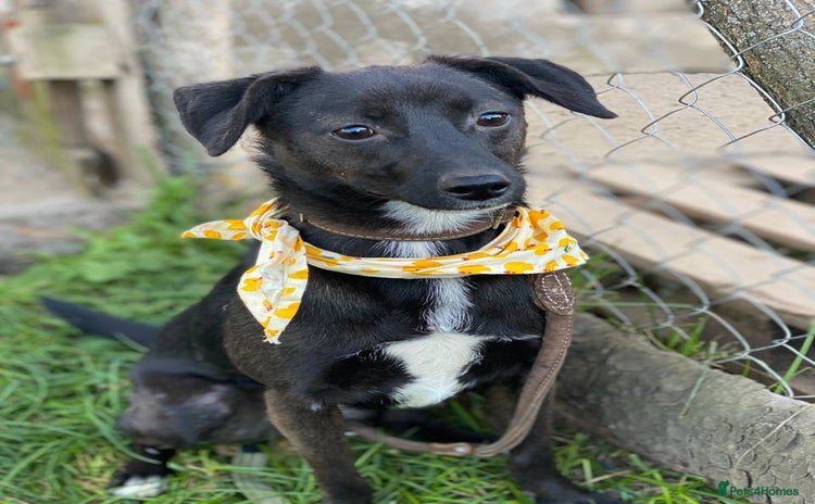 Mixed Breed dogs 🐶💖 MOLLY 💖🐶 - Advert 4