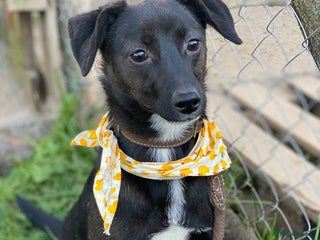 Mixed Breed dogs 🐶💖 MOLLY 💖🐶 - Advert 2