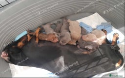 Miniature Dachshund dogs for sale: miniature dachshund pups - Image 3
