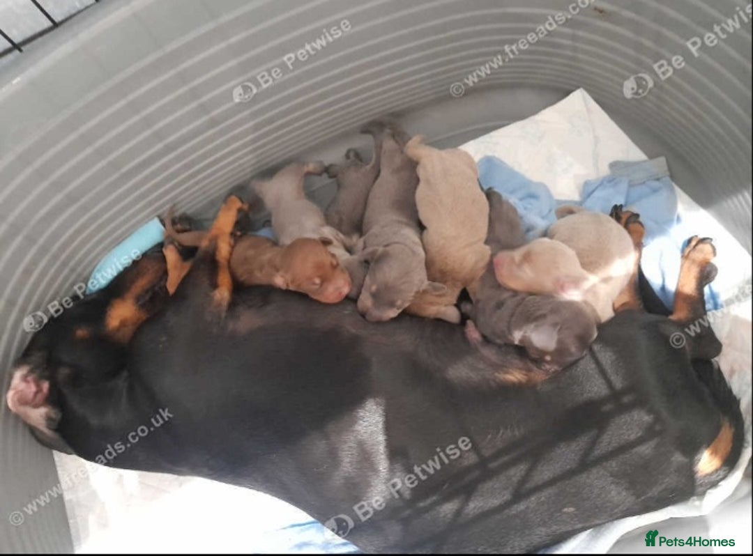 Miniature Dachshund dogs for sale: miniature dachshund pups - Image 3