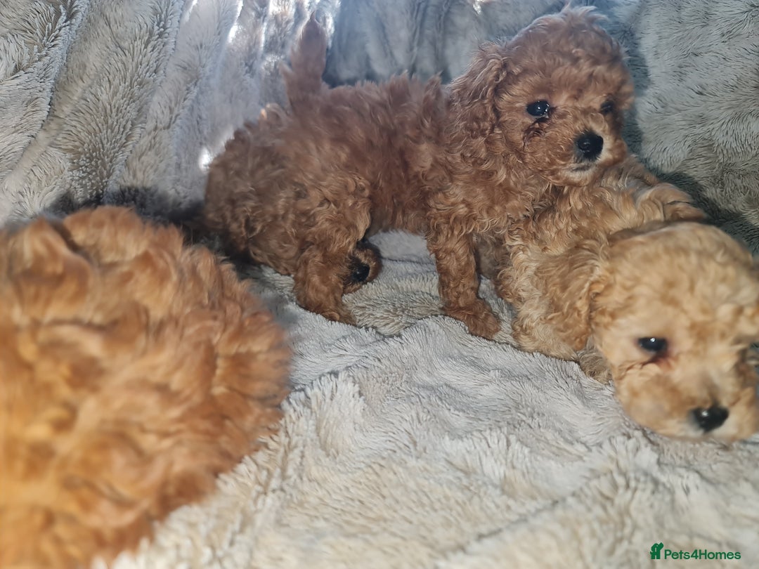 Toy Poodle dogs for sale: Tiny kc puppies,DNA&Genetic tested parents  - Image 21