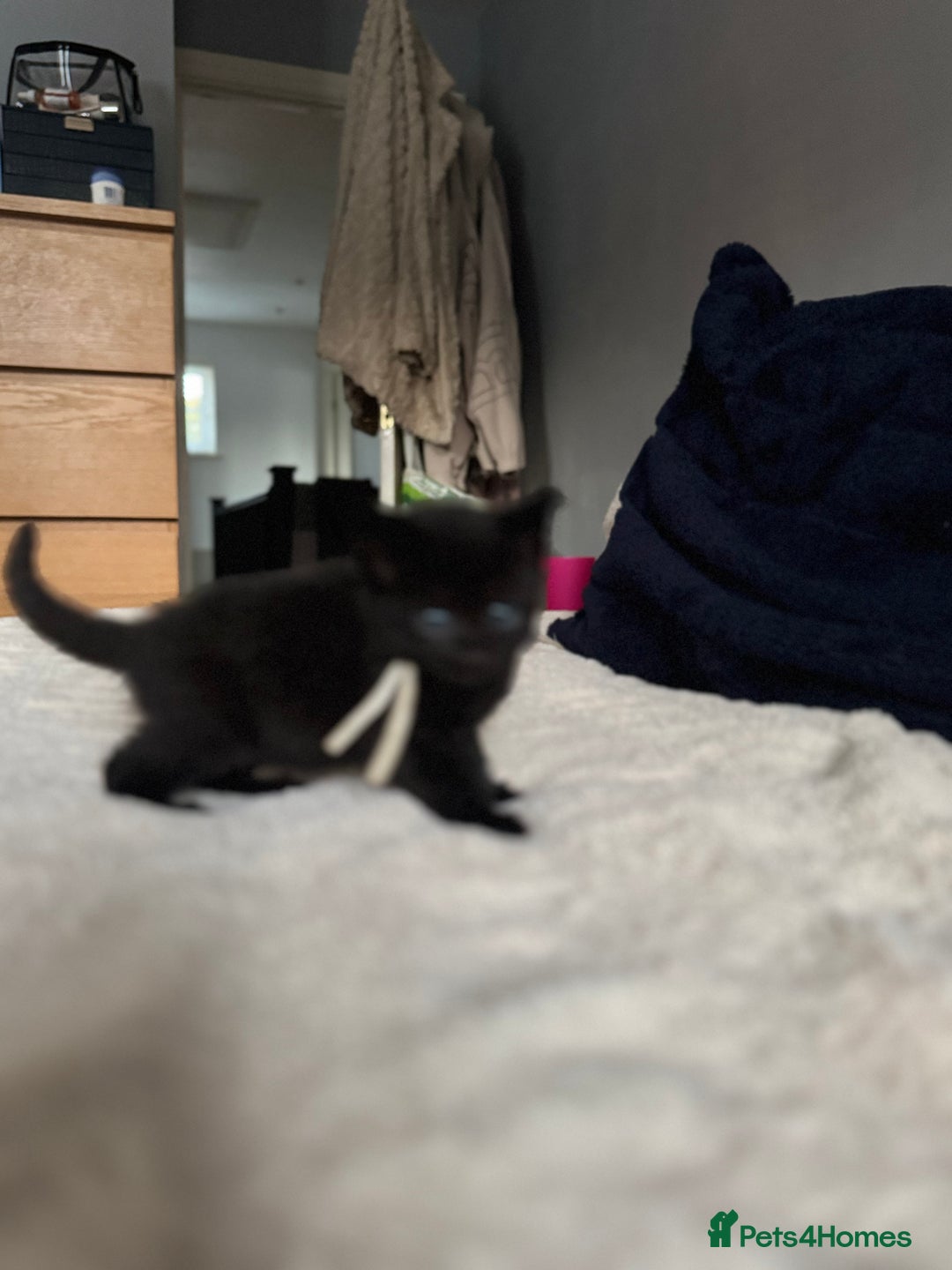 Domestic Shorthair cats for sale: 6 beautiful kittens - Image 6